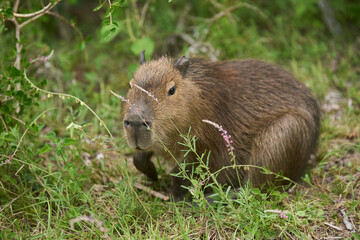 Capybara, Hydrochoerus hydrochaeris, surrounded by vegetation in its natural habitat. It is the largest living rodent, native to South America. El Palmar National Park, Entre Rios, Argentina.