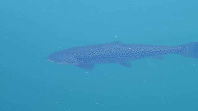 Spotted trout fish swimming under water with turquoise color