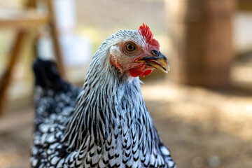 Hens in a chicken coop