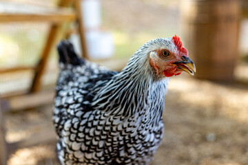 Hens in a chicken coop