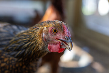 Hens in a chicken coop