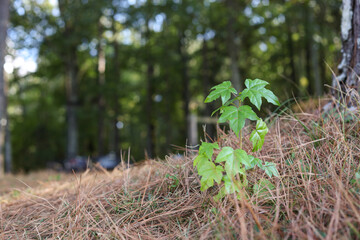 Small oak sapling in a field of pine needles.