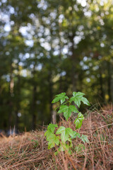 Small oak sapling in a field of pine needles.
