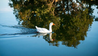 White goose glides on calm water, reflecting trees