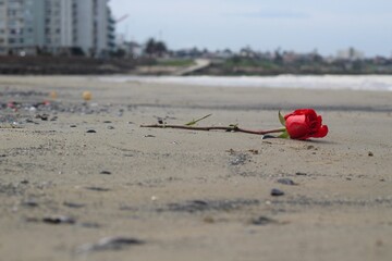 Bot&atilde;o de rosa  vermelha como oferenda de umbanda deixada na areia da praia, s&iacute;mbolo da religi&atilde;o afro
Red rose as an Umbanda offering left on the beach sand, symbol of Afro religion