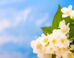 White jasmine flowers against a vibrant blue sky
