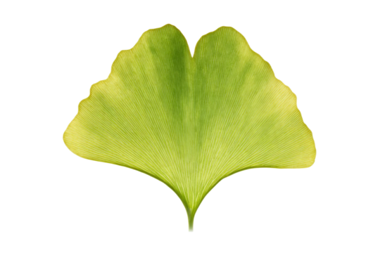 A leaf of a plant is shown on a white background