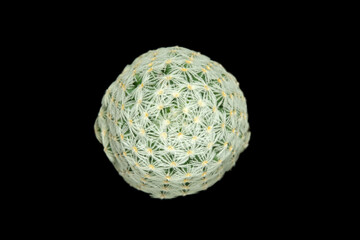 close up, top view of mammillaria duwei. Isolated on white background. image photo