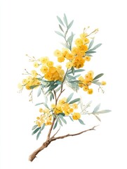 Obraz premium A watercolor painting of a delicate flowering branch, showcasing clusters of small, bright yellow blossoms and slender, silvery-green leaves against a stark white background