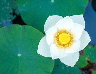 White lotus flower in a pond