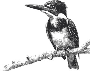 Kingfisher sketch hand drawn perched on branch detailed monochrome illustration — stock vector