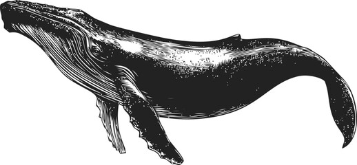 Humpback whale sketch hand drawn detailed side view illustration — stock vector