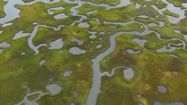 Sinuous channels meander through a beautiful salt marsh on Cape Cod, Massachusetts. These natural carbon sinks are sheltered nurseries for wildlife and act as a buffer against storms and waves.