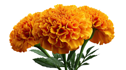 Radiant Marigolds: A vibrant arrangement of marigolds, boasting a profusion of lush, orange petals and verdant green leaves, showcasing the beauty of nature's floral artistry.