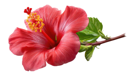 Hibiscus in Bloom: The vibrant, delicate petals of a single, vividly colored hibiscus flower are a striking focal point, with intricate detail.
