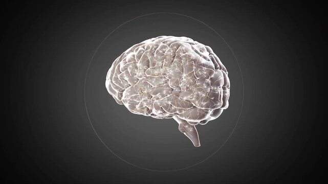 Upon appearing translucent 3D brain rotating clockwise inside glowing ring revealing neural network