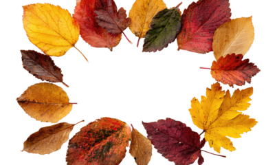 Autumn leaves frame a dark background.  Colorful fall foliage, various shades of red, orange, yellow, and brown leaves form a rectangular border