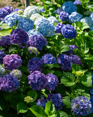 色とりどりな青い紫陽花