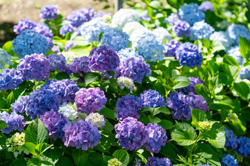 爽やかに咲き乱れる青い紫陽花