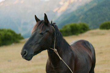 A dark horse stands in a grassy field with distant hills, lightly haltered and calm, gazing forward...