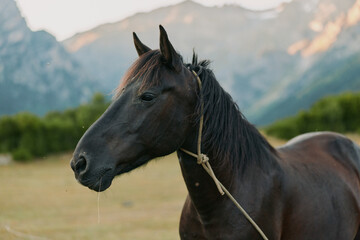 Obraz premium A dark horse stands in a rural field with a simple rope halter, mountains in the background creating a calm, rustic countryside mood and tranquil atmosphere.