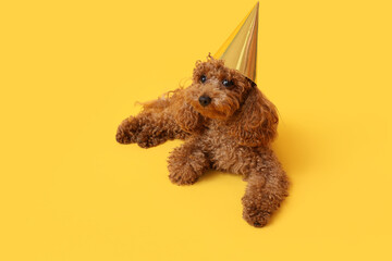 Cute Toy Poodle dog in party hat lying on yellow background
