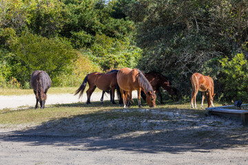 Photo of wild horses on the Outer Banks of North Carolina Currituck County Outer Banks in the summer vacation