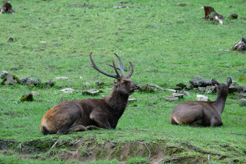 Reindeer Resting on Green Grass in Nature