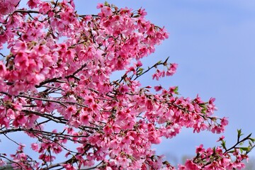 寒緋桜
