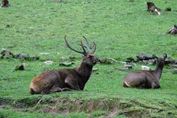 Reindeer in Forest – Festive Holiday Season Symbol
