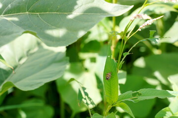 緑の葉の上にたたずむ昆虫を捉えた写真です。葉の虫食いの跡や、昆虫の小さな模様が詳細に写っており、自然の生態系を感じさせます。