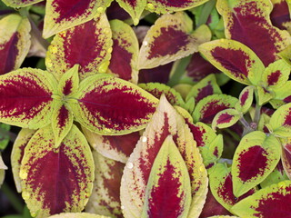 Tokyo, Japan - September 16, 2025: Colorful leaves of Coleus in a garden　
