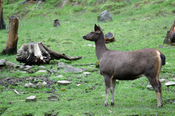Wild Reindeer Resting on Grass – Holiday Season Concept