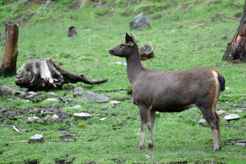 Reindeer Resting on Green Grass in Nature