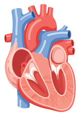 Illustrative heart anatomy halved view showcasing ventricles atria and associated blood vessels