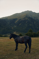 Obraz premium A solitary horse stands in a wide grassy meadow with a majestic mountain range spanning the background. The graceful animal gazes forward, evoking calm, freedom, and rustic elegance.