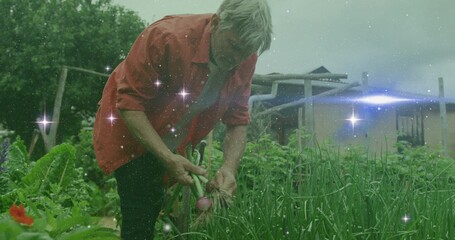 Harvesting senior gardener in red shirt pulling onion bulbs in garden by shed with sparkles overlay