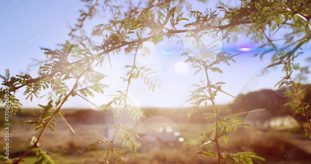 Poster sunlit tree branches with pinnate leaves displaying lens flares and bokeh circles in rural field