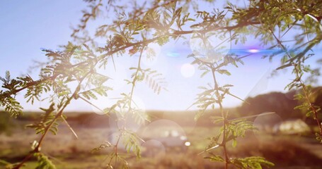 Sunlit tree branches with pinnate leaves displaying lens flares and bokeh circles in rural field
