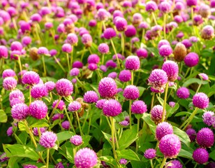 Fototapeta premium Vibrant cluster of tiny pink flowers