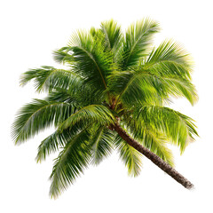 Obraz premium Vibrant tropical palm tree, displaying lush green fronds against a stark black background. 
