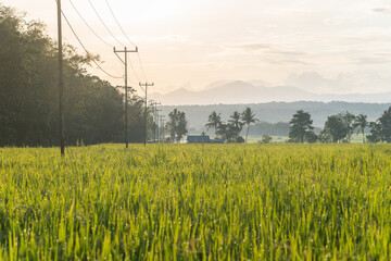 A vibrant, eye-level shot of a lush green rice field with a scenic mountain range in the distance....