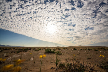 Altocumulus clouds stretch across a bright, clear sky over the sparse yet beautiful landscape of the blooming Atacama Desert.