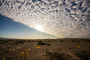 A mesmerizing cloud formation of altocumulus ripples across the wide sky above the blooming Atacama...