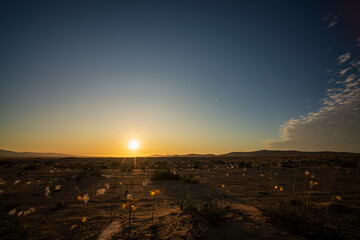The sun sets over the distant hills of the Atacama Desert, casting a warm glow on the unique flowering landscape.