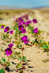 A close-up of magenta Pata de Guanaco flowers and green foliage thriving on the sandy edge of a dusty track, contrasting with the blurred, sunlit landscape of the Atacama Desert.