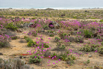 A vast landscape of vibrant pink "Guanaco's paws" (Cistanthe longiscapa) blooming in the arid desert near the coast and Llanos de Challe National Park.