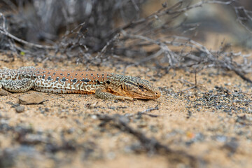 A Callopistes maculatus, or Chilean iguana, basking on the sandy ground of the Atacama Desert near Llanos de Challe National Park.