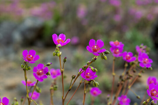 A cluster of vibrant magenta Pata de Guanaco flowers (Cistanthe longiscapa) blooming in the arid landscape of the Atacama Desert, showcasing the Flowering Desert phenomenon.