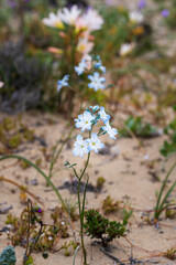 A full-frame vertical shot emphasizing the unique white and blue petals of the Zephyra elegans wildflower, contrasting with the light brown sandy soil and other blurred vegetation of the Atacama Coast
